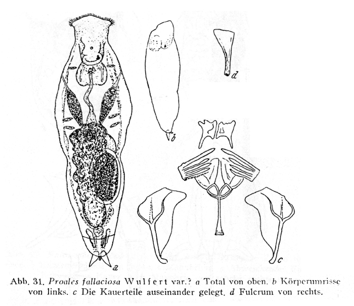 Proales fallaciosa