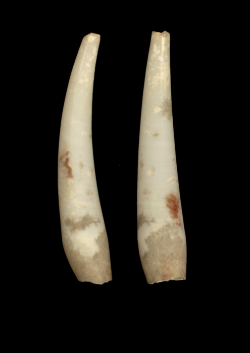 Gadila senegalensis (holotype, MNHN)