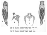 Proales fallaciosa