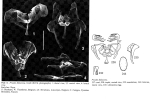 Proales fallaciosa