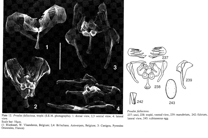Proales fallaciosa