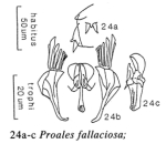 Proales fallaciosa