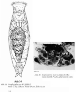 Proales fallaciosa