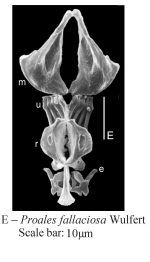 Proales fallaciosa