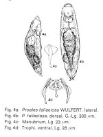 Proales fallaciosa
