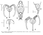 Proales fallaciosa