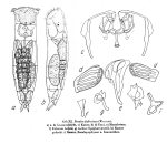Proales fallaciosa