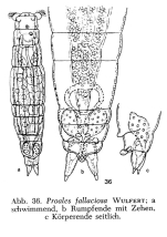 Proales fallaciosa