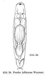 Proales fallaciosa