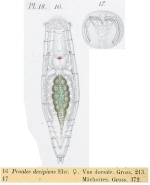 Proales fallaciosa