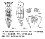 Proales fallaciosa