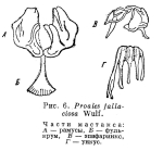 Proales fallaciosa