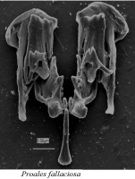 Proales fallaciosa