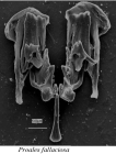 Proales fallaciosa