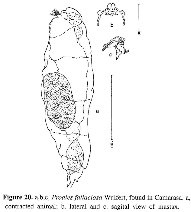 Proales fallaciosa