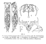 Proales fallaciosa - Original description image