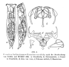 Proales fallaciosa