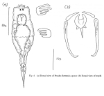 Proales fleetensis - Original description image