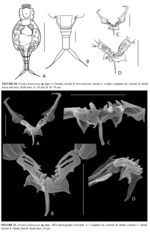 Proales francescae - Original description image