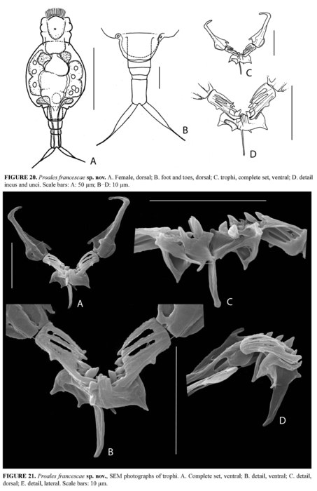 Proales francescae - Original description image