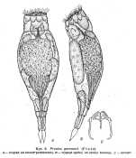 Proales gammari