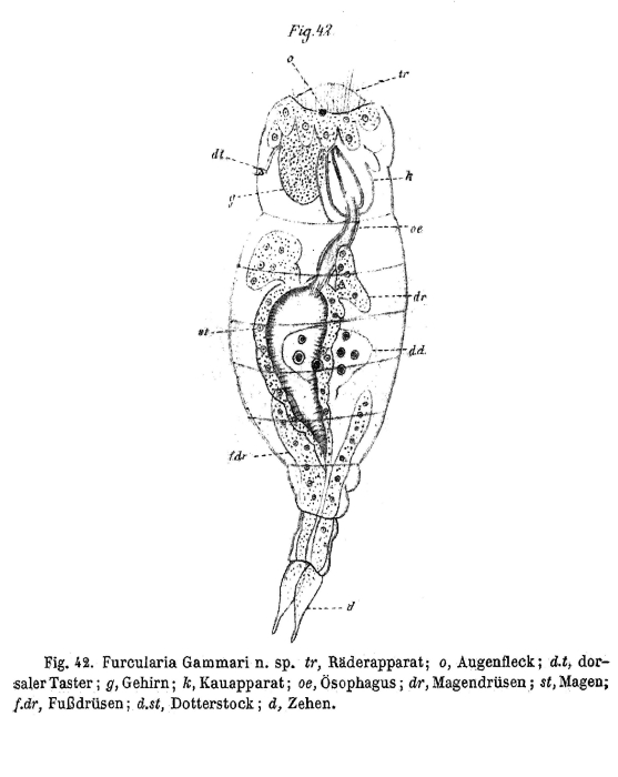 Proales gammari - Original description image