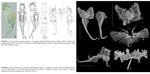 Proales gammaricola