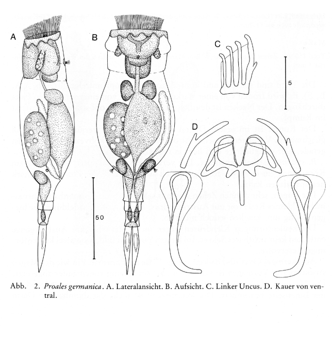 Proales germanica - Original description image