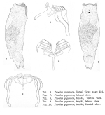Proales gigantea