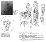 Proales gigantea