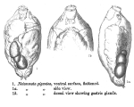 Proales gigantea