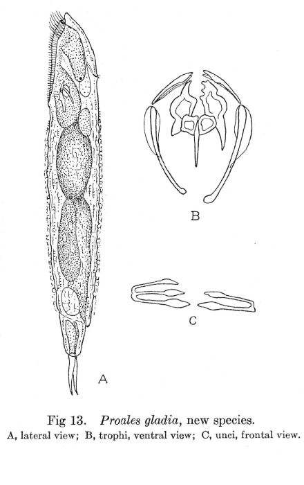 Proales gladia - Original description image