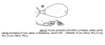 Proales globulifera