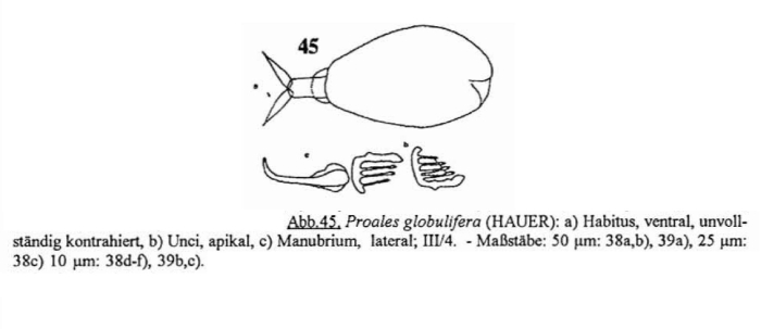 Proales globulifera