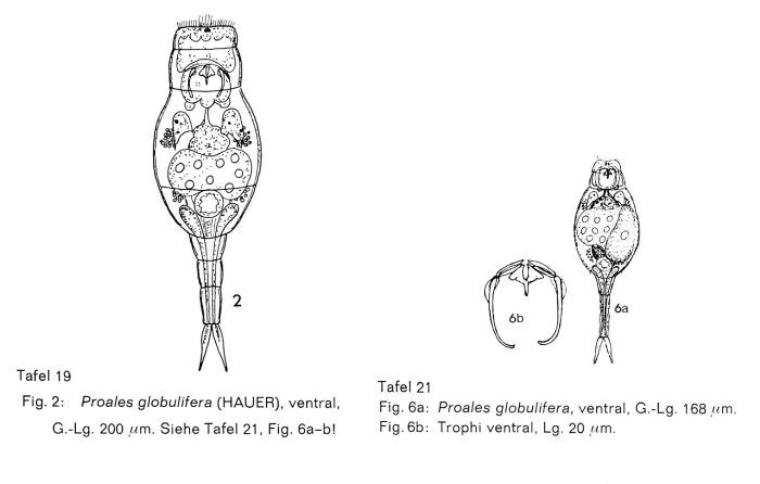 Proales globulifera