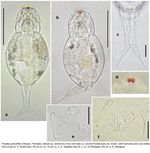 Proales globulifera