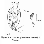 Proales globulifera