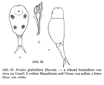 Proales globulifera