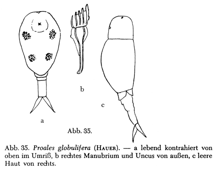 Proales globulifera