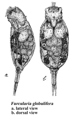 Proales globulifera