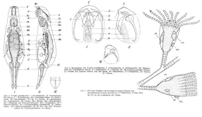 Proales gonothyraeae - Original description image