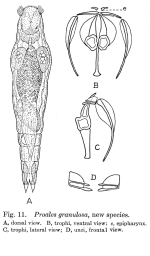 Proales granulosa - Original description image
