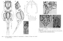 Proales halophila