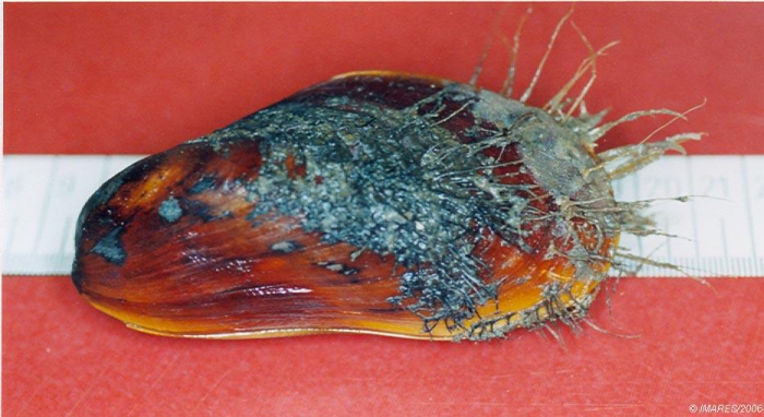 Modiolus modiolus (Linnaeus, 1758) Modiolus modiolus (Linnaeus, 1758)