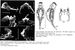 Proales halophila