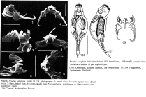 Proales halophila