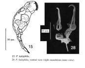 Proales halophila