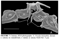 Proales halophila