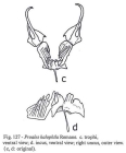 Proales halophila