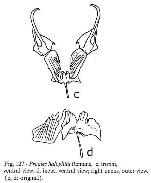 Proales halophila Proales halophila